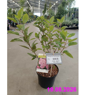 Hydrangea arb. 'Pink Percussion' C 2,5 L